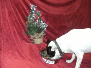 Tilly wants safe drinking water